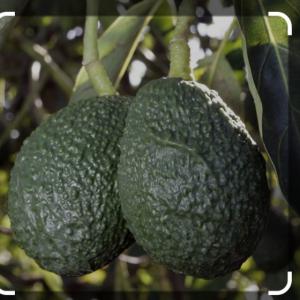  Cultures Des Fruits Et Légumes - fruits et légumes  je r&eacute;side au congo brazzaville et j'aimerais savoir comment cultiver les fruits et l&eacute;gumes &agrave; but commercial. en effet je suis int&eacute;ress&eacute;e aux avocat hass ou esp&egrave;ce proche et les l&eacute;gumes verts pouvant etre consomm&eacute;s tout le long de l'