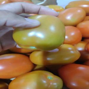  Légumes Et Fruits - fruits et légumes nous sommes une entreprise marocaine qui exporte des légumes et des fruits. nous avons les meilleures tomates et poivrons avec des standards de qualité élevés en grande quantité. pour plus d'informations,  contactez-nous par téléphone ou par email.