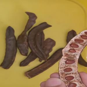  Le Caroube - fruits secs et graines grillées la gousse de caroube,  fruit d’un arbre majestueux du moyen-orient appelé caroubier,  est appréciée depuis l’antiquité pour ses nombreuses vertus. de cette gousse dérivent deux produits - la poudre et la gomme de caroube.----la poudre de caroube est utilisée p