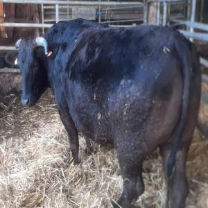  Vente Bœuf Wagyu - animaux vivants vente de b&oelig;uf vivant 100% wagyu  | g&eacute;n&eacute;tique p&egrave;re - marble | b&oelig;uf n&eacute;e le 28/03/2021 | engraissement foin &agrave; volont&eacute; / enrubannage / aliment mash (agr&eacute;e par la bfm & herdbook)----