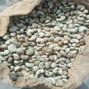  Recherche De Client - fruits secs et graines grillées nous sommes capables de vous fournir 500 tonne de acajou d&eacute;cortiqu&eacute; ou non. veillez nous contacter pour plus d'informations. nous recherchons des clients s&eacute;rieux pour venir acheter. 