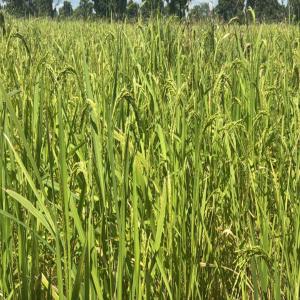  Produits Alimentaires Bio - autres une entreprise de distributions de produits agro alimentaires bio 100% naturel produits chimiques 0%. et nous exportons nos produits partout dans le monde en grandes quantit&eacute;s et en tr&egrave;s grandes quantit&eacute;s. 