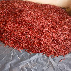 Piment Séché Variété Pm16 - fruits et légumes nous sommes producteurs de cultures vivri&egrave;res l&eacute;gumes et produits d'&eacute;levage. nous disposons de piment s&eacute;ch&eacute; vari&eacute;t&eacute; pm16 &agrave; vendre. tel (+225)0707756578/0151233772