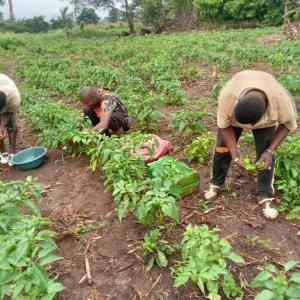  Partenariat - fruits et légumes recherche clients pour maraicher  pour partenariat durable car nous avons 7 hectares dont 4 sont en production 