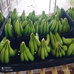  Banane Cavendish - fruits et légumes nous somme fournisseur de bananes cavendish. origine amerique du sud. quantit&eacute; & qualit&eacute;. 
