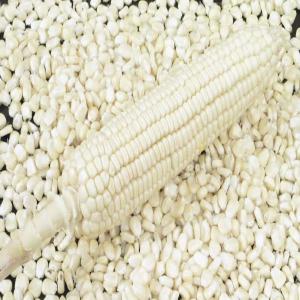  White Maize Yellow Maize For Human Animal - other white maize & yellow maize for human & animal feed for sale specification for white corn color white & yellow style fresh type corn length (cm) 5.3 moisture 13 % max. protein 9.0 % min purity 98 % min broken 2 % max damage 6 % max. covered grain 2 % max. ash 1.57 % max.
