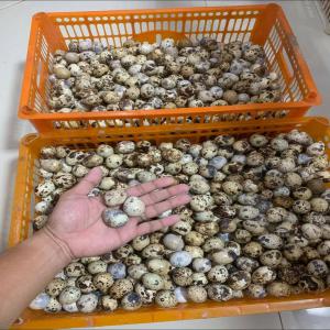  Quality Natural Fresh Quail Eggs For Sale - meat and eggs premium quality natural fresh quail eggs for cooking or eating ingredient list quail eggs water citric acid and salt net weight 15 ozs (425 g) drained weight 7 ozs (200 g) vacuum 4.5 inhg 4.2 mm head space natural color natural taste no flavor objectionable odor no text