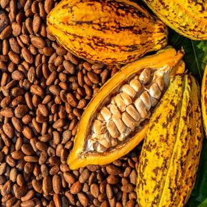  Cacao - coffee cocoa tea october 1st begins the cocoa campaign in ivory coast. we work with the best exporters in the country. we help you find the best products the quantity and especially the best quality. we welcome you on site because a real buyer must travel. we remain at your disposal for whatsap or email. see 