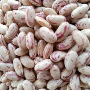  Red Speckled Sugar Beans For Sale - other  red speckled beans are used in soups casseroles and salads or served on their own these versatile beans have a unique nutty flavour. the red speckled beans commonly known as the sugar bean is a legume. the beans are grown for its seed which is eaten as a vegetable high in soluble fibre con