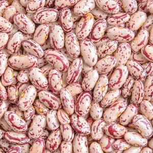  Non-gmo Red Speckled Sugar Beans For Sale - seed plant seed red speckled beans are used in soups casseroles and salads or served on their own these versatile beans have a unique nutty flavour. the red speckled beans commonly known as the sugar bean is a legume. the beans are grown for its seed which is eaten as a vegetable high in soluble fibre conte