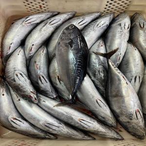  Fournisseur Du Poisson - poissons dans le cadre de l'expansion des relations commerciales dans le domaine du poisson ، nous sommes une entreprise marocaine sp&eacute;cialis&eacute;e dans l'exportation de poissons marocains de la r&eacute;gion fao 34  notre objectif est clair rechercher le plus grand nombre de clients qui 