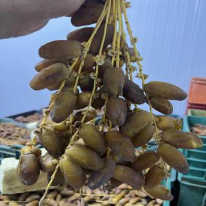  Dattes Tunisienne Saison 2024 - fruits et légumes nous sommes une soci&eacute;t&eacute; de production de dattes ,  situ&eacute;e au sud-tunisien,  nous fournissons des dattes de premier choix et nous cherchons des clients ou partenariat &agrave; long-terme.--nous pouvons assurer un export d'une grande quantit&eacute; ,  selon la demande principalement