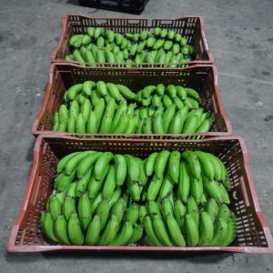  Banane Banane Platano Guatemala &costa Rica - fruits et légumes conteneurs rifer de 40 pieds de 1200 caisses chacun.--il faut savoir dans quel pays vous souhaitez la livraison,  pour savoir combien de jours couper pour que la banane ou le plantain arrive de bonne qualit&eacute; et &agrave; bon port.--vous pouvez apposer votre marque sur les bo&icirc;tes en carton