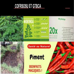  Partenaires Et Clients Pour Piment Et Moringa - fruits et légumes dans le cadre de notre annonce,  voici les produits qui constituent l offre au niveau international ---1. mangues kent de haute qualit&eacute;,  produites au s&eacute;n&eacute;gal. nous disposons de partenaires fiables au s&eacute;n&eacute;gal qui cultivent des mangues kent de qualit&eacute; sup&eacut