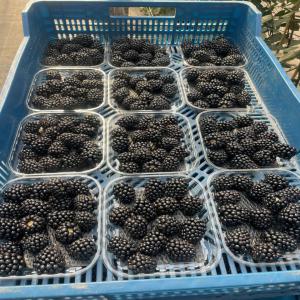  Blackberry Vendre - fruits et légumes bonjour . nous sommes une société d'export de fruits et légumes et nous cherchons pour un bon partenaire ou bien un client pour cette compagnie produits disponibles sonts avoca ,  fraise,  framboise,  orange et pomme de terre , carotte,  courge ,  choux,  menthe ,  persile (...)--