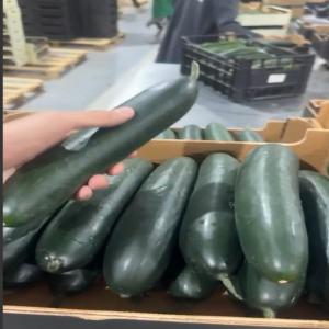  Concombre Vendre - fruits et légumes  . nous sommes une soci&eacute;t&eacute; d'export de fruits et l&eacute;gumes et nous cherchons pour un bon partenaire ou bien un client pour cette compagnie produits disponibles sont avocats huss avocat fraise framboise orange et pomme de terre carotte courge choux menthe   persil