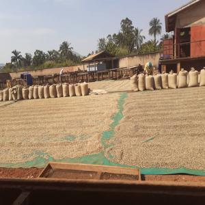  Looking For Cameroun Arabica Robusta - coffee cocoa tea we want to buy up to 3 containers each of robusta & arabica from cameroun for shipment november/december to melbourne australia. serious sellers only. no brokers & no requests for advance payment accepted