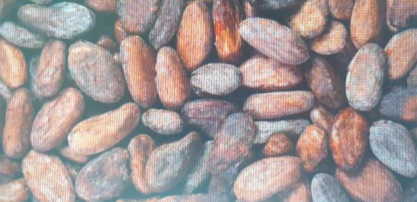  Fournisseur Fèves Cacao - café cacao thé en direct du cameroun,  nous pouvons vous fournir des f&egrave;ves de cacao.--plusieurs volumes possibles et tarifs en fonction des quantit&eacute;s.--pour plus de renseignements n'h&eacute;sitez pas &agrave; prendre contact avec nous.--bien cordialement 