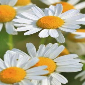  Plantes Et Fleurs Distillées De Tunisie - autres nous vous proposons une gamme exceptionnelle de produits extraits de plantes et de fleurs naturelles tunisiennes,  cultivées dans un environnement pur et sain. tous nos produits sont récoltés avec soin pour garantir les plus hauts niveaux de qualité et distillés &ag