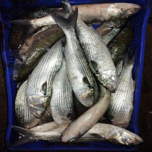 Poissons Marocain De Qualité Supérieure Fao34 - poissons bonjour----dans le cadre de notre stratégie d'expansion des relations commerciales internationales dans le secteur du poisson,  nous avons le plaisir de vous présenter notre entreprise.----nous sommes une société marocaine spécialisée dans l'exportation de po