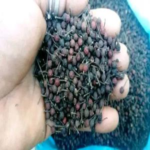  Fournisseurs De Poivre Sauvage - épices aromates nous sommes une entreprise fournisseur de poivre sauvage ou voatsiperifery de madagascar,  et nous pouvons exporter dans le monde si vous voulez.--notre qualit&eacute; est le meilleure car nos produits suivent des traitements comme--- l'echaudage pour elimer les bact&eacute;ries--calibrage pour avoir