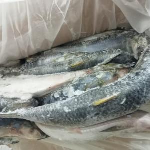 Sardinella Aurita Wr - poissons sardinella aurita wr --sizes ---- 08-12 pcs/ kg--- 14 - 18 pcs/kg--packing ---two frozen blocks of 10 kg,  packed in plastic bags and carton of 20kg.