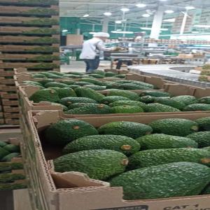 Avoca Vendre - fruits et légumes  nous sommes une soci&eacute;t&eacute; import export des fruits et l&eacute;gumes. nous avons une grande quantit&eacute;s d'avocats et d'avocats huss a vendre. nous avons &eacute;galement des autre fruits et l&eacute;gumes a vendre. si vous etes int&eacute;resses merci de nous contactez
