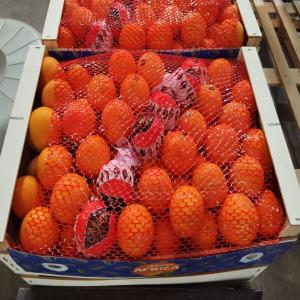  Orange Vendre - fruits et légumes  nous sommes une soci&eacute;t&eacute; import export des fruits et l&eacute;gumes. nous avons une grande quantit&eacute; de orange &agrave; vendre. nous avons &eacute;galement des autres fruits et l&eacute;gumes &agrave; vendre. si vous etes int&eacute;resses merci de nous contactez.