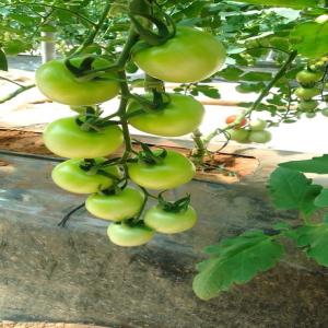  Tomate Vendre - fruits et légumes  nous sommes une soci&eacute;t&eacute; import export des fruits et l&eacute;gumes. nous avons une grande quantit&eacute; de tomate &agrave; vendre. nous avons &eacute;galement des autres fruits et l&eacute;gumes &agrave; vendre. si vous etes int&eacute;resses merci de nous contactez.
