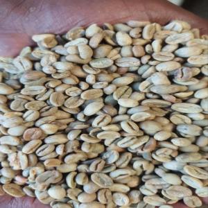  Recherche Acheteurs Des Graines Cafés Vertes - café cacao thé nous sommes un grossiste et importateur du café de l’éthiopie. --nous avons des stocks en île de france et nous avons 19 tonnes et demi des graines vertes des cafés arabica de l’éthiopie. ----nous vous proposons le meilleur grain du café du monde.----si vous 