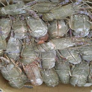  Langoustes Vertes Et Roses - coquillage crustacé nous exp&eacute;dions depuis le senegal langoustes vivantes vertes et roses langoustes vertes cif cdg paris 35 euros/kg langoustes roses cif cdg paris 49 euros /kg commande 300 kgs minimum paiement a la commande. fournisseur garanti avec past performance. d&eacute;part le soir par air france 