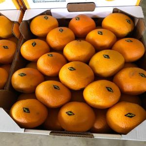  Clementine Maroc - fruits et légumes produit cl&eacute;mentine disponibilit&eacute; 24 &agrave; 1000 t + si besoin (possibilit&eacute; de livrer par batch de 100 t par semaine) provenance maroctransport ddp/fob/cifconditionnement caisse de 10 et/ou 15 kg certifications incluse et produit et analyse si demande tarif a voir