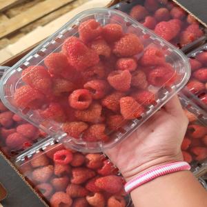  Framboise - fruits et légumes produits - framboise fraiche--conditionnement - cartons 12 barquettes,  125gr la barquette--prix en kg - a discuter ( les prix sont hebdomadaire selon le prix du marché international) --quantité - disponible (tonnes)--provenance - maroc --certificats ggn (grasp à la demande) et a