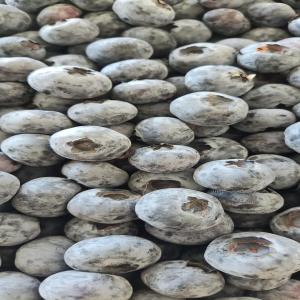  Mirtylle - fruits et légumes produits - myrtille fraiche--conditionnement - cartons 12 barquettes,  125gr la barquette--prix en kg - a discuter ( les prix sont hebdomadaire selon le prix du march&eacute; international)--quantit&eacute; - disponible (tonnes)--provenance - maroc--certificats ggn (grasp &agrave; la demande) et anal