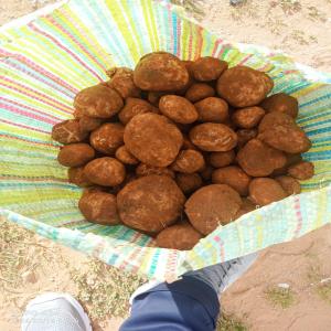  Truffes - fruits et légumes produits truffes fraiche conditionnement a la demande prix en kg a discuter ( les prix sont hebdomadaire selon le prix du march&eacute; international) quantit&eacute; disponible provenance maroc certificats ggn (grasp &agrave; la demande) et analyse livraison partout dans le monde