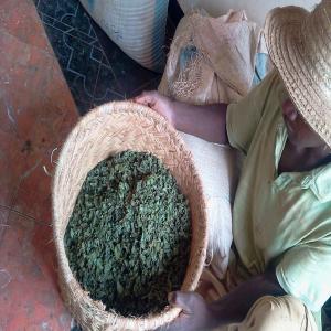  Offre De Partenariat De Centella Asiatica - matiere vegetale bonjour, --nous sommes bas&eacute;e &agrave; madagascar,  sp&eacute;cialis&eacute;e dans la collecte et l'exportation de centella asiatica. forts de plusieurs ann&eacute;es d exp&eacute;rience,  nous avons d&eacute;j&agrave; collabor&eacute; avec des acteurs majeurs du secteur,  tels que l entreprise bi