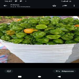  Piment Habenero - fruits et légumes nous sommes une soci&eacute;t&eacute; du piment habenero bio frais au burkina faso,  nous avons la certification sanitaire.--notre production est tr&egrave;s importante capable de fournir 100 sacs de 100kg par semaine.--notre objectif est de travailler avec de potentiels acheteurs de fa&ccedil;on p&e