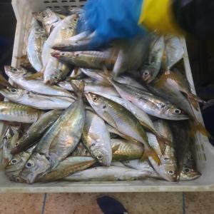  Poissons Sardines Maquereaux - poissons nous avons du poissons marocain immédiatement disponible à l'exportation pour toute demande merci de nous contacter 