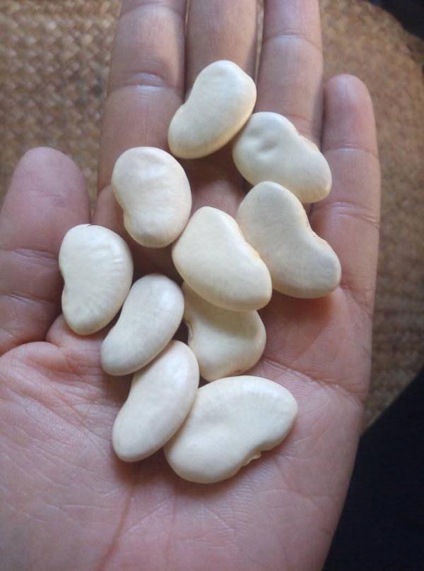  Poids Du Cap, Oignons, Haricots Secs De Madag - céréales j'ai des tonnes de poids du cap,  d'oignons et de haricots (blanc ou rouge) disponibles.----je suis producteur et collecteur à madagascar. je suis disponible pour toute exportation et pour toute vente locale.--mes poids du cap,  les oignons et les haricots sont de bonne qualité et biolog