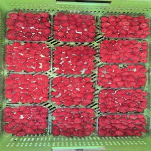  Framboise Vendre 125g - fruits et légumes bonjour,  --nous somme en entreprise import-export basés au maroc.--nous avons de framboise et aussi les fruits rouge(fraise,  myrtille) de bonne qualité qui respect le marché européen. --nous avons aussi des fruits et légumes frais de haut gamme a vendre.----