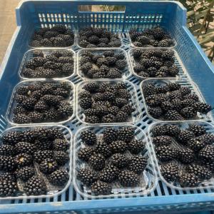  Blackberry Vendre 125g - fruits et légumes bonjour,  --nous somme basés au maroc,  et nous exportons des fruits et légumes frais en europe.--nous avons des blackberry et aussi de framboise , fraise et myrtille de bonne qualités qui respect les critères de mache européens.--ainsi d'autre fruits et légume