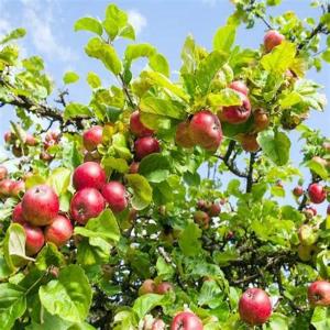  260 Hectare Pommier - mine terrain concession  a vendre une ferme de 260 hectare cultiv&eacute;e de pommier ; pruneaux et amandier  situ&eacute;  au  r&eacute;gion mekn&egrave;s  .  ferme bien &eacute;quip&eacute;e des frigos des fours a s&eacute;chages   logistique ..--plus d infos contacter moi 