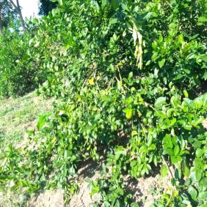  Recherche D'acheteurs - fruits et légumes nous disposons de 15 ha de citrons meyers et mexicains bio pret &agrave; etre r&eacute;colter. nous cherchons des acheteurs fiables. merci 