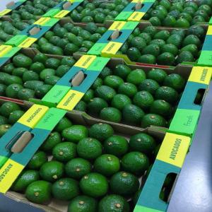  Avocat Vendre - fruits et légumes  nous sommes une entreprise bas&eacute;e au maroc et nous exportons des fruits et l&eacute;gumes frais et congel&eacute; en europe. nous avons une grande quantit&eacute;s d'avocats et d'avocats huss a vendre. nous avons &eacute;galement des autre fruits et l&eacute;gumes a vendre. si vo