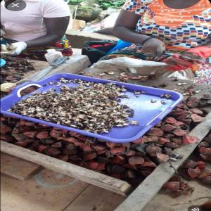  Thaumatococcus Daniellii - fruits et légumes nous sommes d'important producteurs d’arille bio de thaumatine naturel de thaumatococcus daniellii en c&ocirc;te d’ivoire recherche acheteurs europ&eacute;ens am&eacute;ricains et asiatiques. excellente qualit&eacute; et quantit&eacute; disponible selon les besoins des acheteurs. bon condition