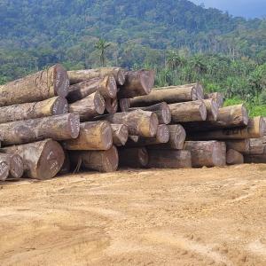  Vente De Bois Du Libéria - bois charbon fibre nous sommes une  entreprise du libéria exerçant plusieurs activités dont l'exportation de bois de tout genre et plusieurs variétés sont disponibles- afzelia, naga, aiele, ceiba, iroko, limbali, abura, nianagon, ekki, lovoa, kusia, dahoma, framire, tetra etc … merci de nous cont