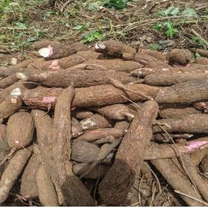  Ventes Tubercules Manioc - féculents bjr je suis leader d'une entre qui fait dans la production des racines tubéreuse de manioc a la recherche de potentiels clients pour la transformation je suis au cameroun 