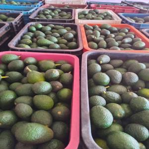 Avocado Hass Vendre - fruits et légumes bonjour ,  nous sommes une entreprise basée au maroc,  et nous exportons des fruits et légumes frais et congelé en europe.--nous avons une grande quantités d'avocats et d'avocats huss a vendre.--nous avons également des autre fruits et légumes a vendre.--si vo