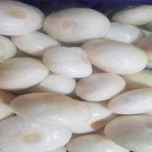  Oignon Pelé Vendre - fruits et légumes bonjour ,  nous sommes une entreprise basée au maroc,  et nous exportons des fruits et légumes frais et congelé en europe.--nous avons une grande quantités oignon pelé de bonne qualité box 10-20kg.--nous avons également des autre fruits et légume