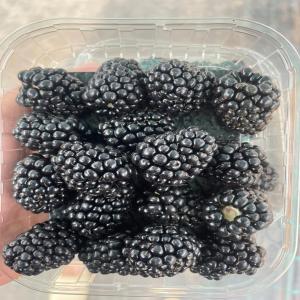  Blackberries For Sell - fruits and vegetables hello,  we are a company based in morocco,  exporting fresh and frozen fruits and vegetables to europe.--we offer high-quality blackberry and also have other fruits and vegetables available for sale.--if you are interested,  kindly contact us.